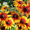 4000 Indian Summer GLORIOSA DAISY Rudbeckia Hirta Red Yellow Brown Flower Seeds