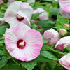 10 Luna PINK SWIRL Hardy HIBISCUS Moscheutos Flower Seeds