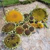 Early Mammoth Russian Sunflower Seeds – Helianthus Annuus Flower – photo 2