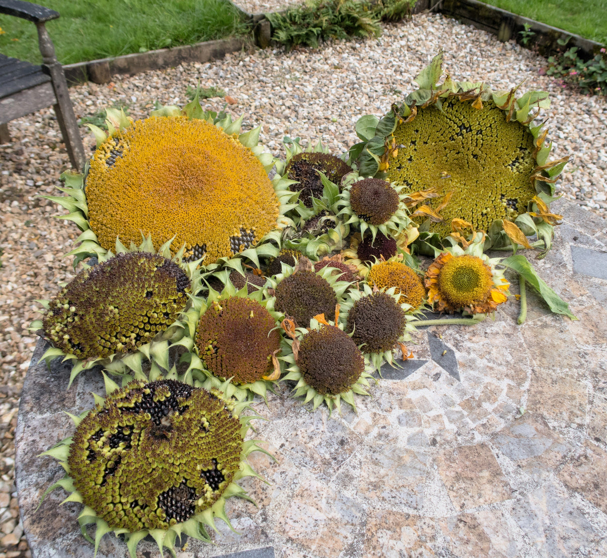 Early Mammoth Russian Sunflower Seeds – Helianthus Annuus Flower – photo 2
