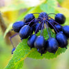 20 SIBERIAN GINSENG Eleutherococcus Senticosus Ci Wu Jia Herb Shrub Seeds