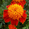 250 DWARF DOUBLE MARIGOLD ' Orange Flame ' Tagetes Patula French Red Flower Seeds