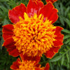 250 DWARF DOUBLE MARIGOLD ' Orange Flame ' Tagetes Patula French Red Flower Seeds