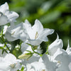 500 White PEACH LEAVED BELLFLOWER Campanula Persicifolia Flower Seeds