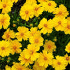 1000 YELLOW SAND COREOPSIS Lanceolata Lanceleaf Tickseed Flower Seeds