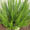 100 ROSEMARY Rosmarinus Officinalis Herb Flower Seeds