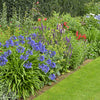25 BLUE LILY of the NILE Agapanthus Orientalis African Lily Flower Seeds