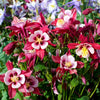 Mixed European Columbine Seeds – Aquilegia Flower – photo 6