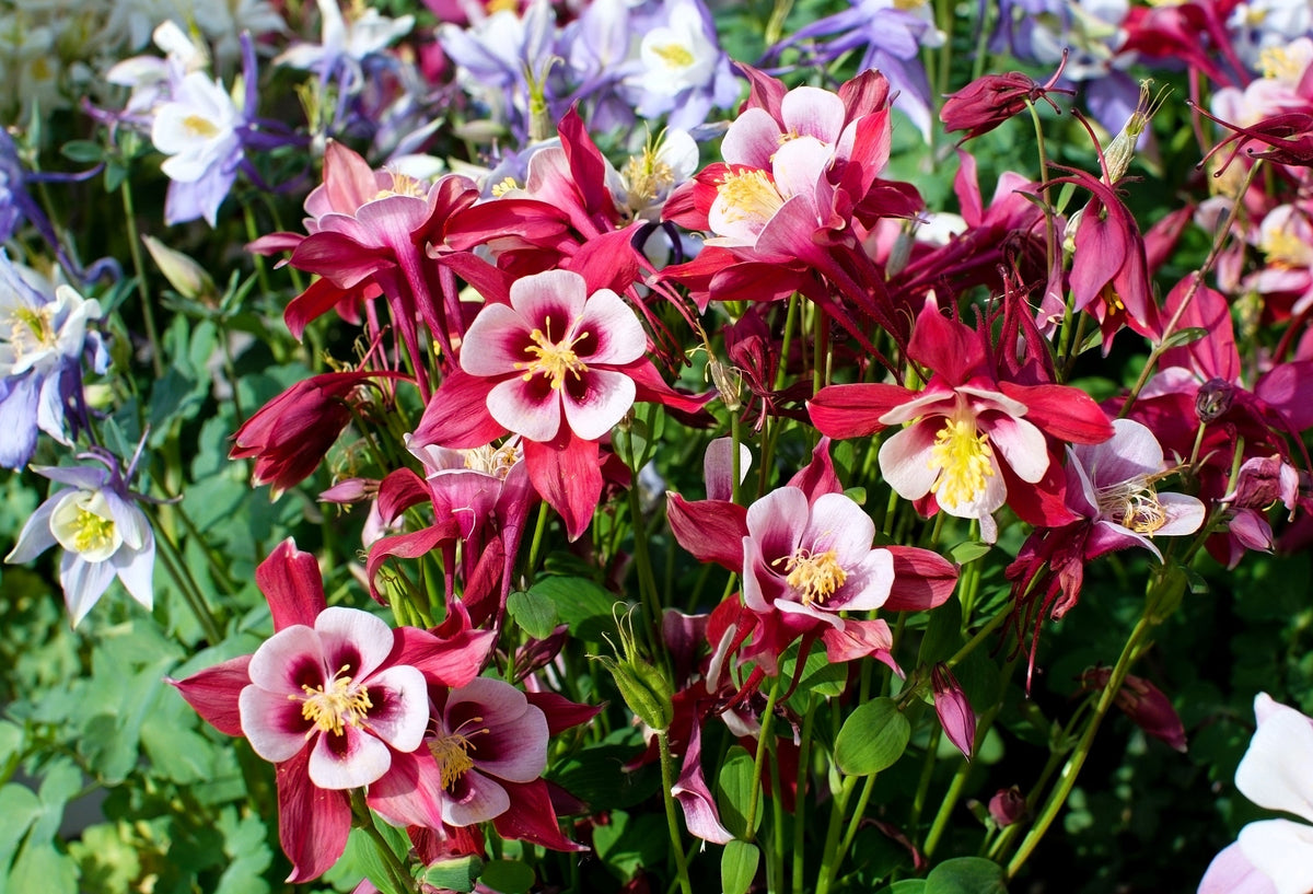 Mixed European Columbine Seeds – Aquilegia Flower – photo 6