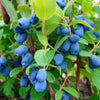30 HONEYBERRY Blue Honeysuckle Lonicera Caerulea Edible Fruit Shrub Seeds