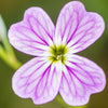 4000 VIRGINIA STOCK Malcolmia Maritima Flower Seeds