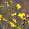 200 Yellow SWAMP MARIGOLD Bidens Aristosa Mutica Flower Seeds