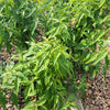100 MINT BUSH White Elsholtzia Stauntonii Alba Chinese Mint Fragrant Shrub Seeds