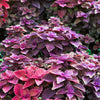 Purple Shiso