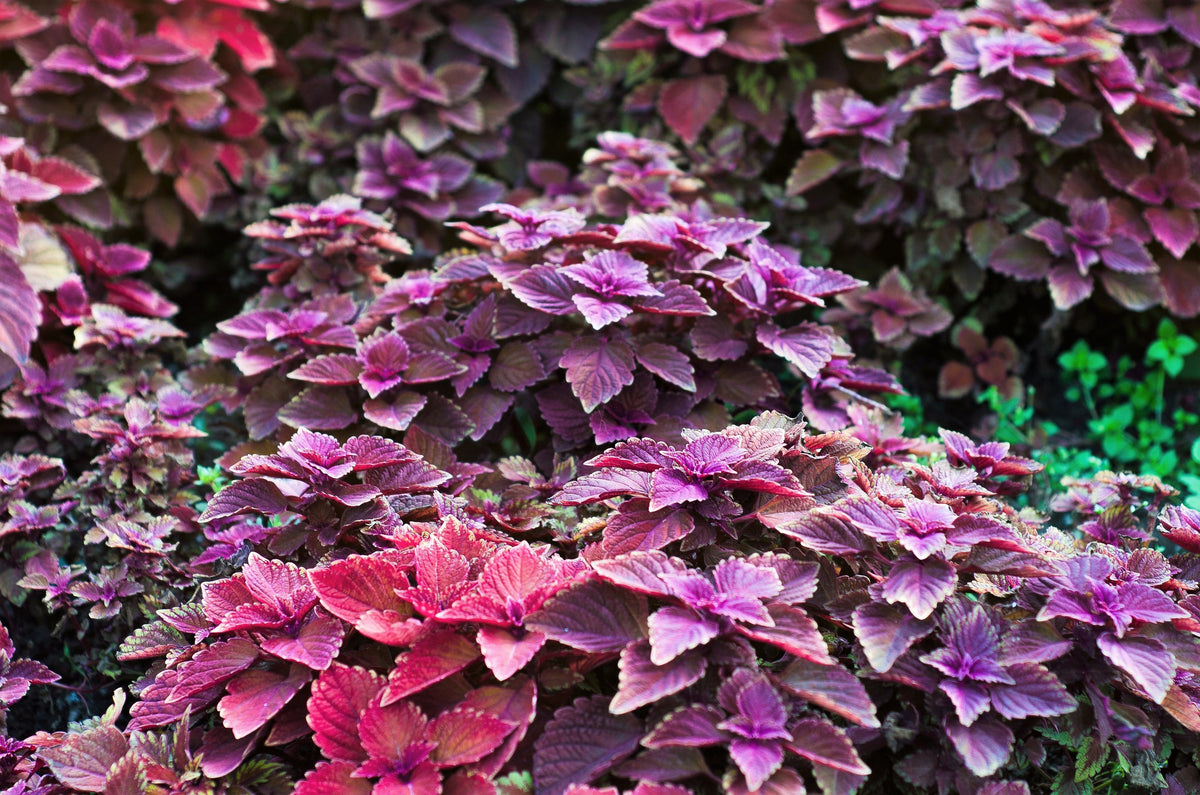 Purple Shiso