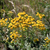 250 Yellow GOLDEN AGERATUM Lonas Inodora Flower Seeds