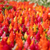 150 Mixed PAMPAS PLUMES COCKSCOMB Celosia Plumosa Flower Seeds