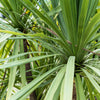 25 BLUE DRACAENA ( Spikes / Broad Leaved Cabbage Tree / Mountain Cabbage ) Cordyline Indivisa Flower Seeds