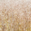 300 LITTLE BLUESTEM GRASS Schizachyrium Scoparius Seeds