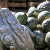 30 BLUE HUBBARD SQUASH New England Buttercup Cucurbita Pepo Vegetable Seeds