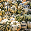 25 SWEET DUMPLING SQUASH Orange Winter Delicata Cucurbita Maxima Vegetable Seeds