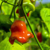50 Ubatuba CAMBUCI PEPPER Red Brazilian Capsicum Baccatum Vegetable Seeds