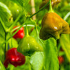 50 Ubatuba CAMBUCI PEPPER Red Brazilian Capsicum Baccatum Vegetable Seeds