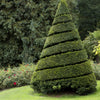 10 ENGLISH YEW Taxus Baccata Tree Shrub Conifer Sun or Shade Red Ornamental Berry Seeds