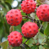 5 PINK DOGWOOD Tree Cornus Capitata Angustata Kousa Ornamental Flowering Tree Seeds