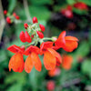 25 SCARLET RUNNER Pole BEAN Ornamental Red Flowers Phaseolus Vulgaris Vegetable Seeds