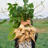 20 JICAMA Mexican Yam Bean Potato Bean Pachyrhizus Erosus Vining Legume Root Vegetable Blue Flower Seeds