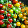 Red Sweetie Cherry Tomato Seeds – Super Sweet 1" Lycopersicon Fruit Vegetable – photo 7
