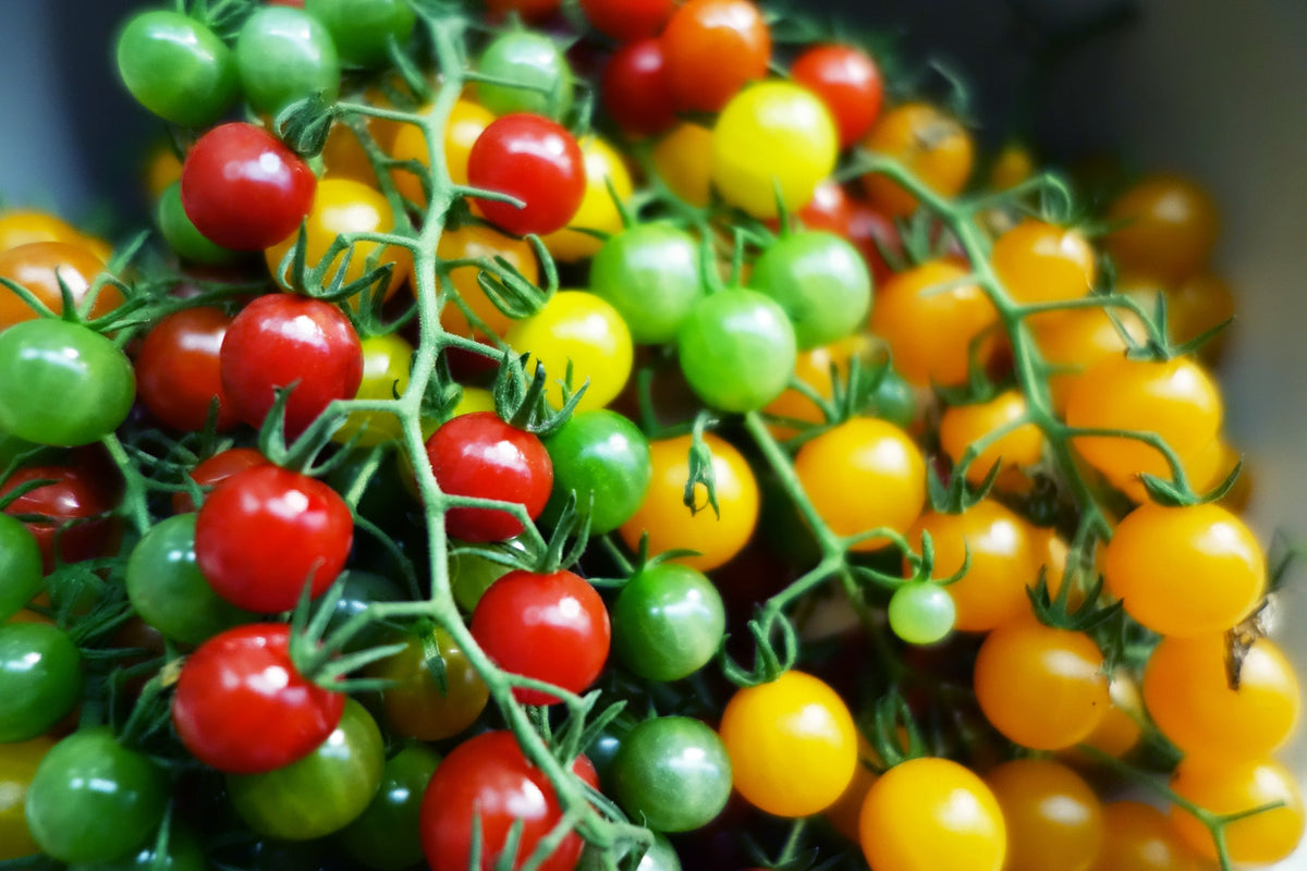 Red Sweetie Cherry Tomato Seeds – Super Sweet 1" Lycopersicon Fruit Vegetable – photo 7