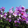25 Dark Pink ROSE Of SHARON HIBISCUS Syriacus Flower Tree Bush Seeds