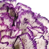 50 PICOTEE MIX CARNATION Dianthus Caryophyllus Double Bicolor Striped Flower Seeds