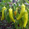 250 SWEET BANANA PEPPER Hungarian Capsicum Annuum Vegetable Seeds