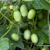 10 CUCAMELON Melothria Scabra Mouse Melon Mexican Gherkin Mini Watermelon Cucumber Fruit Vine Seeds