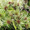 20 WHITE CLEMATIS Virginiana / Virgins Bower Flower Vine Seeds