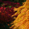 10 WEEPING LACELEAF MAPLE Japanese Acer Palmatum Dissectum Green Yellow Red Tree Seeds