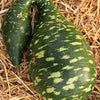 Gooseneck / Bottle / Swan Gourd Lagenaria Siceraria Vine Seeds – photo 5