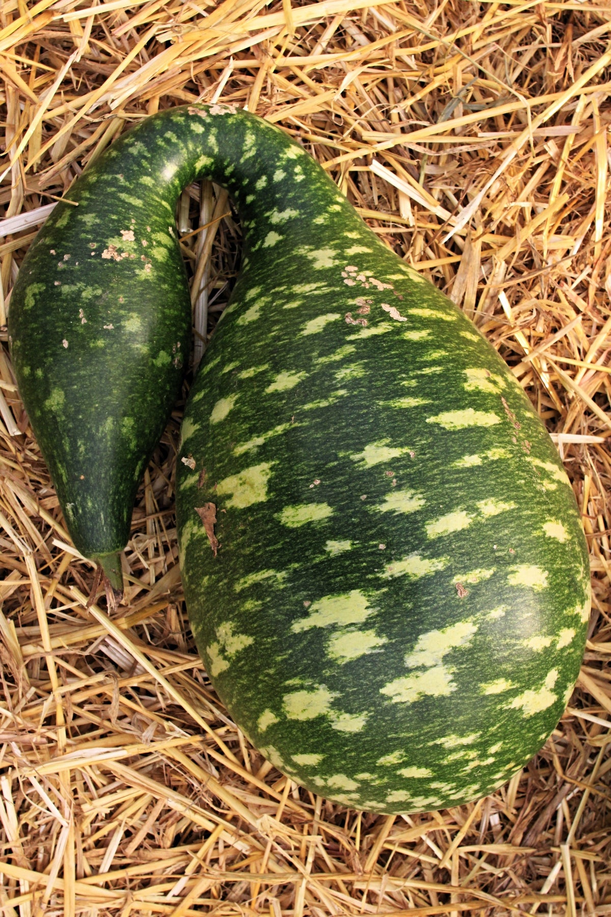 Gooseneck / Bottle / Swan Gourd Lagenaria Siceraria Vine Seeds – photo 5