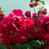 5 BURGUNDY CLIMBING ROSE Red Rosa Bush Vine Climber Fragrant Flower Seeds