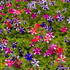 Star Mix Petunia Seeds – Mixed Colors Petunia Violacea Flower Seeds Red Blue Purple – photo 11