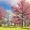 5 PINK FLOWERING DOGWOOD Tree Cornus Florida Rubra Native Ornamental Tree Seeds