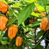 50 Hot ORANGE HABANERO PEPPER Capsicum Chinense Vegetable Seeds