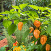 50 Hot ORANGE HABANERO PEPPER Capsicum Chinense Vegetable Seeds
