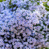 Heart Leaved Aster Seeds – Cordifolius Blue Wood Aster Flower