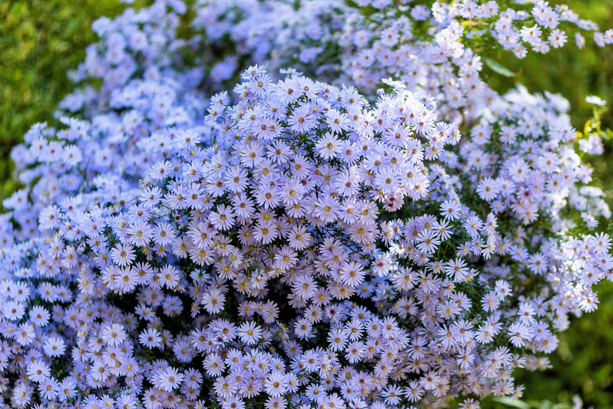 Heart Leaved Aster Seeds – Cordifolius Blue Wood Aster Flower