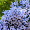 Heart Leaved Aster Seeds – Cordifolius Blue Wood Aster Flower – photo 2