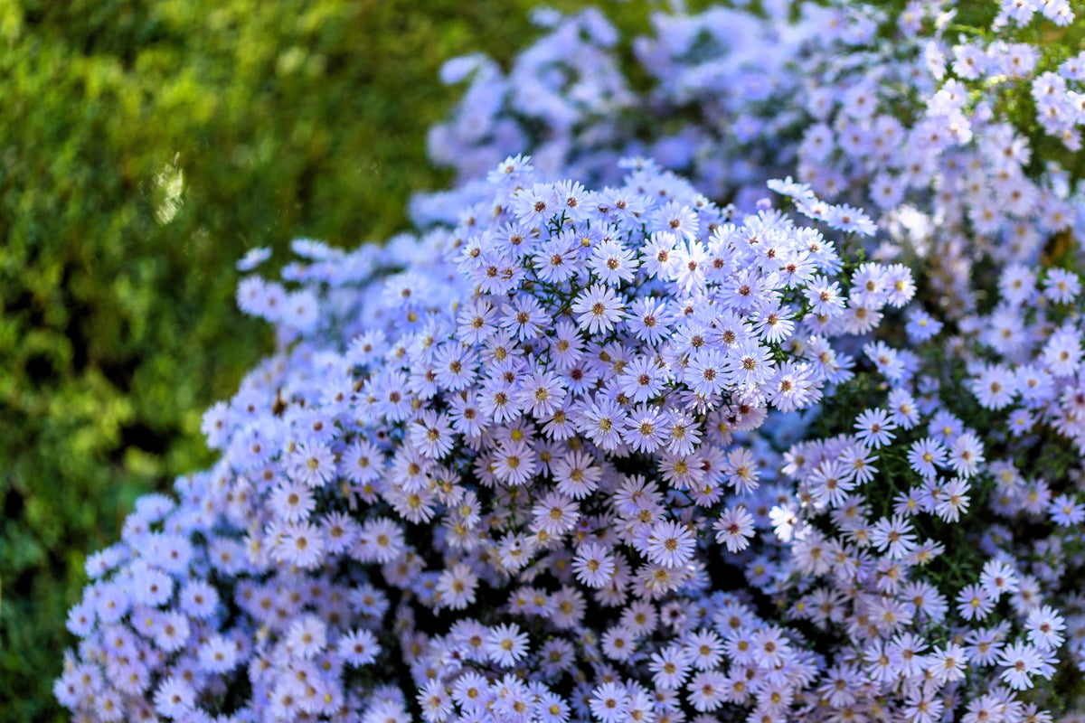 Heart Leaved Aster Seeds – Cordifolius Blue Wood Aster Flower – photo 2